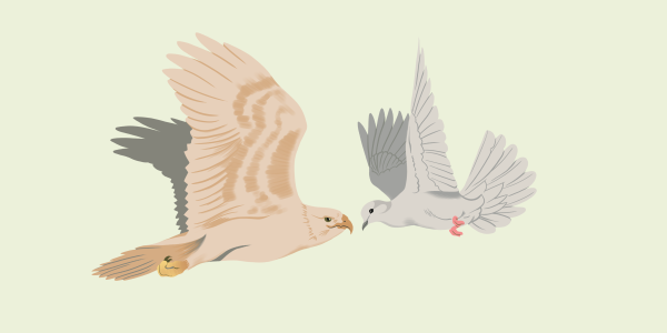 A hawk vs a dove