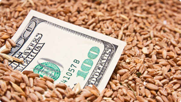 Wheat and US dollar banknote